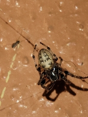 Larinioides cornutus