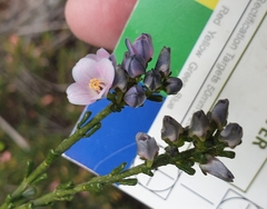 Cyanothamnus coerulescens