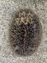 Acanthodoris nanaimoensis