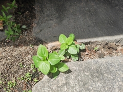 Dicliptera chinensis