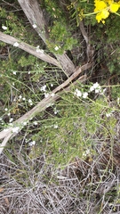 Cyanothamnus coerulescens