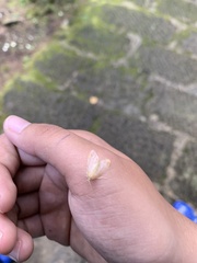 Schistophleps bipuncta