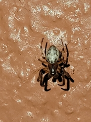 Larinioides cornutus