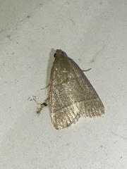Hypsopygia nostralis