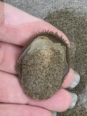 Acanthodoris nanaimoensis