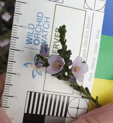 Cyanothamnus coerulescens