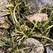 American Shoreweed - Photo (c) Samuel Brinker, some rights reserved (CC BY-NC), uploaded by Samuel Brinker