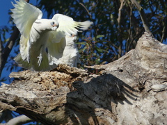 Cacatua sanguinea
