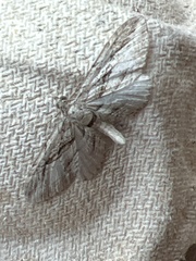 Eupithecia phoeniceata