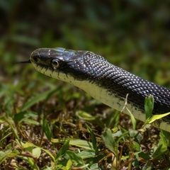 Pantherophis alleghaniensis