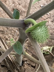 Datura
