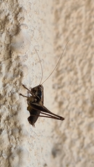 Pholidoptera griseoaptera