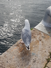 Larus michahellis