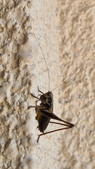 Pholidoptera griseoaptera