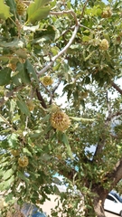 Quercus ithaburensis