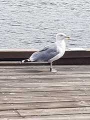 Larus argentatus