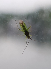 Blepharidopterus angulatus