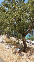 Quercus ithaburensis