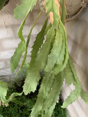 Cactoideae