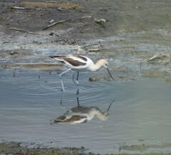 Recurvirostra americana