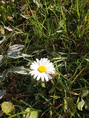 Leucanthemum