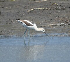 Recurvirostra americana