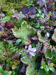 Peltigera aphthosa