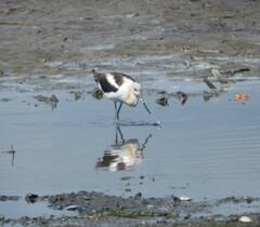 Recurvirostra americana