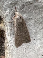 Caradrina clavipalpis