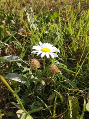 Leucanthemum