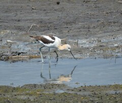 Recurvirostra americana