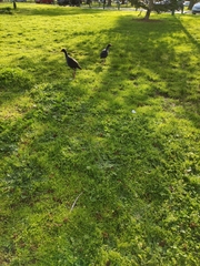 Porphyrio melanotus melanotus