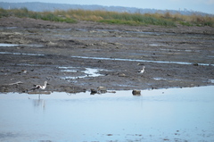 Recurvirostra americana