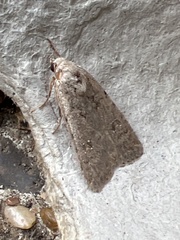 Caradrina clavipalpis