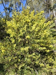 Acacia myrtifolia