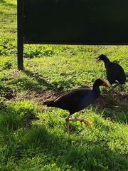 Porphyrio melanotus melanotus