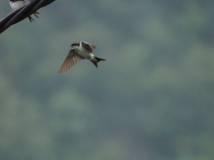 Hirundinidae