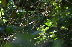 Empidonax traillii brewsteri