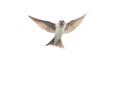 Hirundinidae