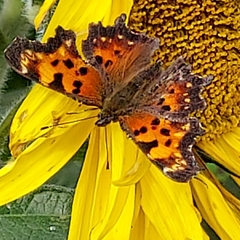 Polygonia faunus
