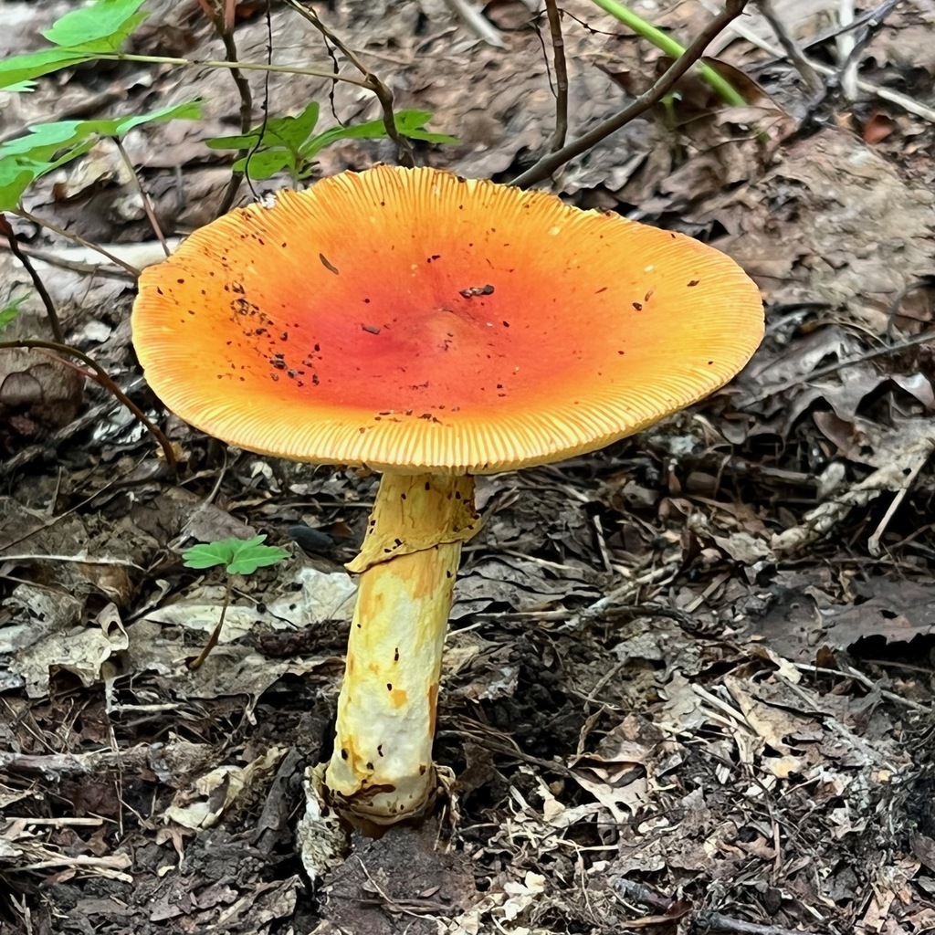 Amanita caesareoides · August 2022 · photo: © hirokiit (iNaturalist, cc-by)