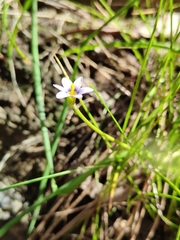 Romulea minutiflora