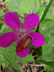 Rhagonycha fulva