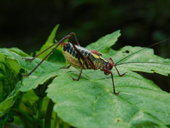 Barbitistes serricauda