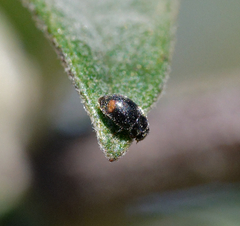Nephus binaevatus