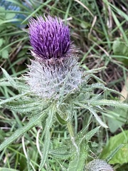 Cirsium decussatum