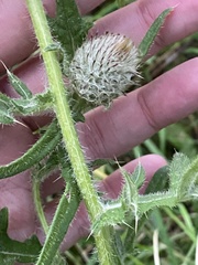 Cirsium decussatum