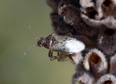 Arhyssus