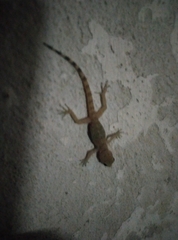 Gekkonidae