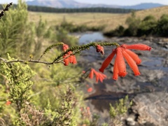 Erica cerinthoides